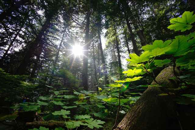 Environmental Policy